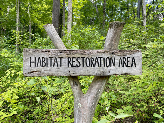 Build a natural habitat for birds and animals in your yard