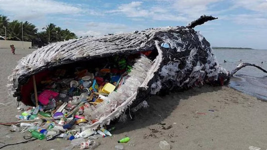 A Young Whale swallows 88 pounds of plastic, believing it to be food.