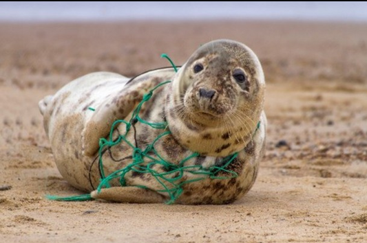 Clean up your fishing nets and lines when you are done. Protect wildlife.